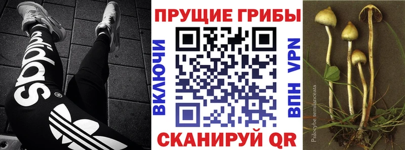 OMG зеркало  закладка  Джанкой  Псилоцибиновые грибы Cubensis 
